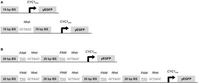 Synthetic Promoters and Transcription Factors for Heterologous Protein Expression in Saccharomyces cerevisiae